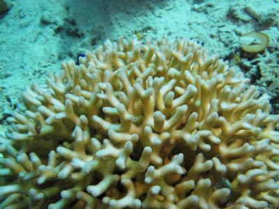CotW: Seriatopora caliendrum
