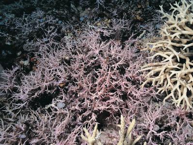 CotW preview: Seriatopora dendritica