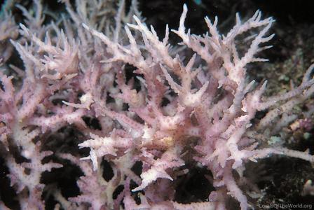 CotW: Seriatopora dendritica