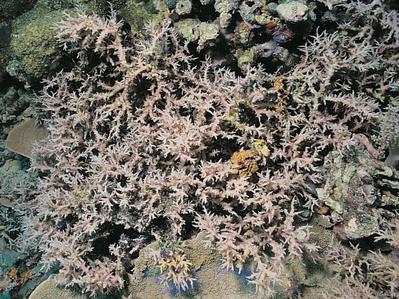 CotW: Seriatopora dendritica