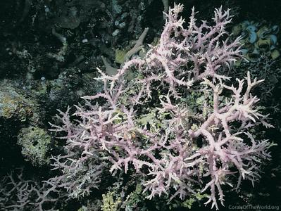 CotW: Seriatopora dendritica