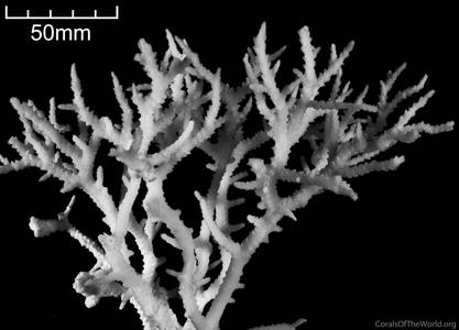 CotW: Seriatopora dendritica