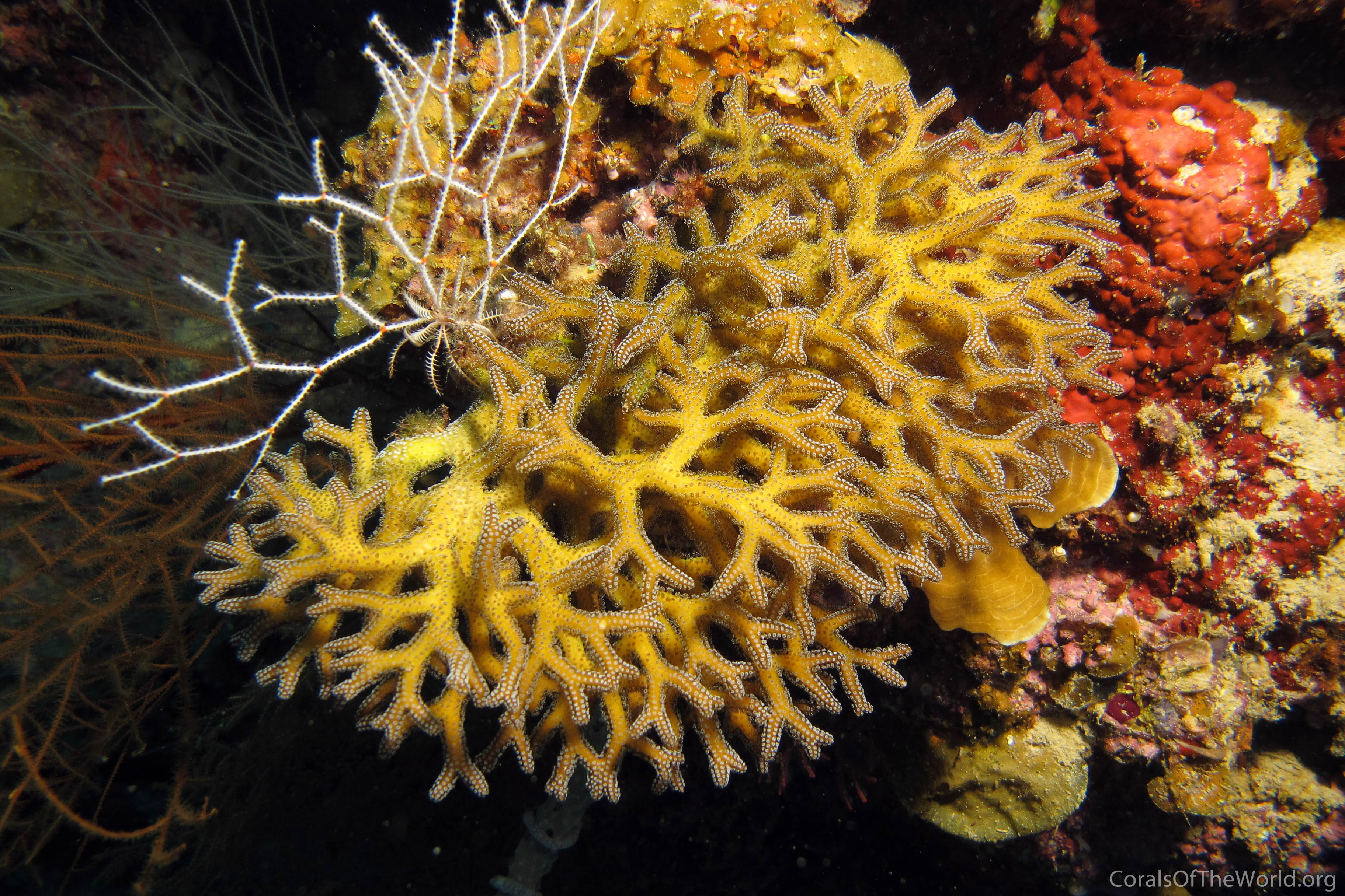 Image from Corals of the World: Seriatopora guttatus