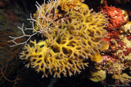 CotW preview: Seriatopora guttatus