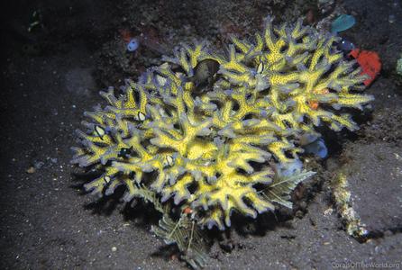 CotW preview: Seriatopora guttatus