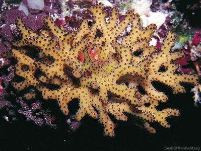 CotW: Seriatopora guttatus