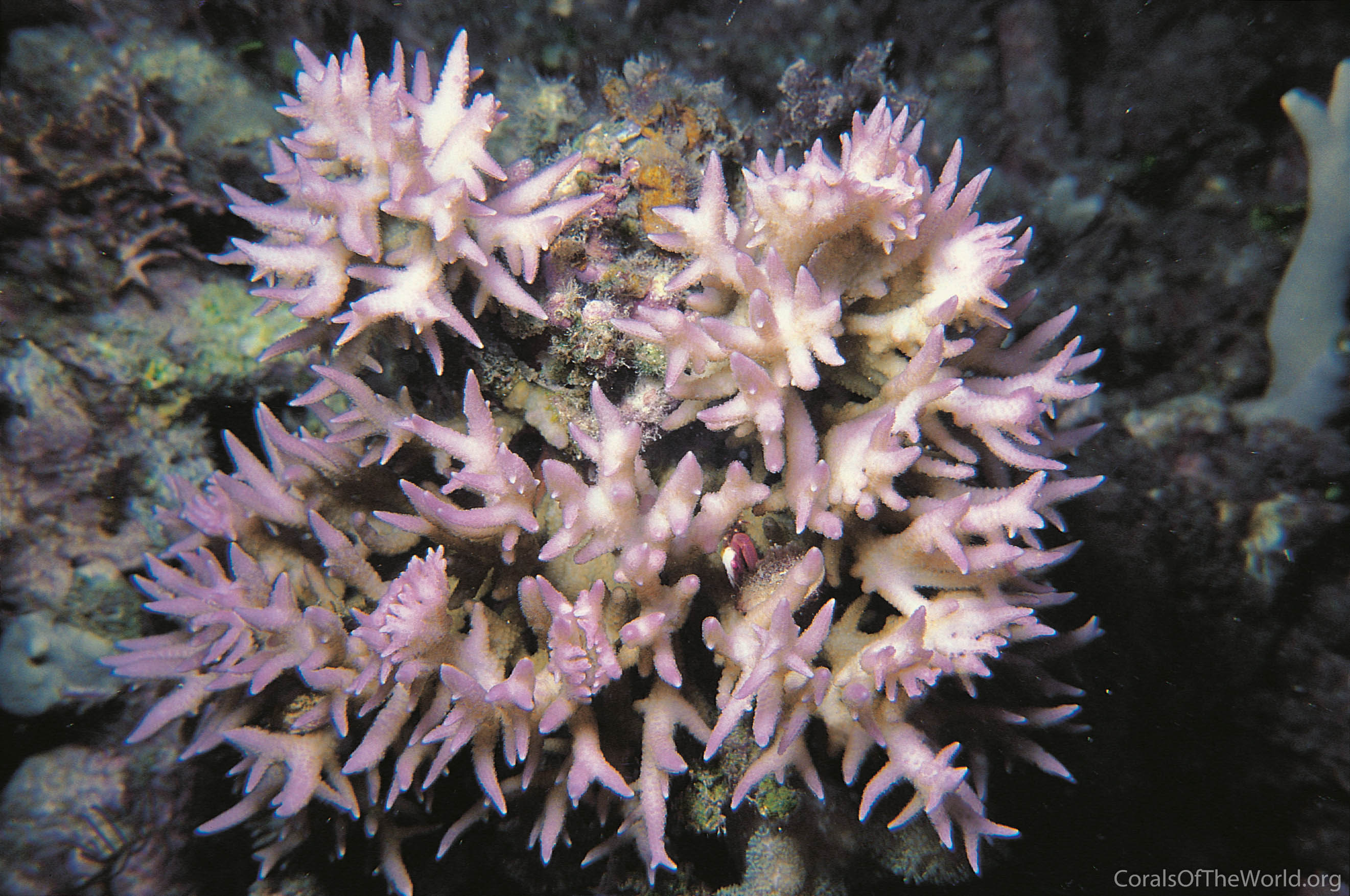 Image from Corals of the World: Seriatopora hystrix