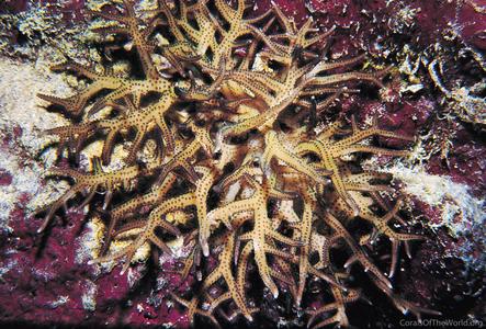 CotW: Seriatopora hystrix