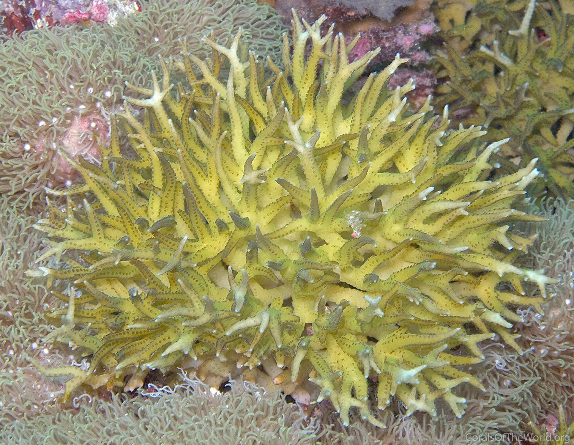 Image from Corals of the World: Seriatopora stellata