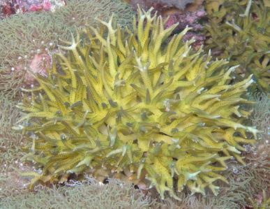 CotW: Seriatopora stellata