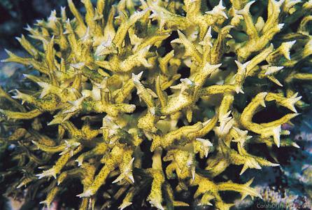 CotW: Seriatopora stellata