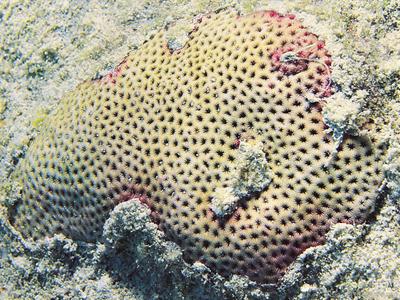 CotW: Siderastrea radians