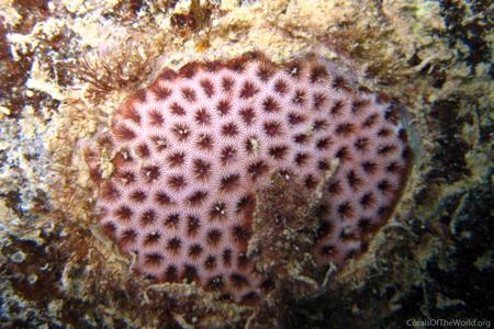 CotW: Siderastrea radians