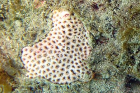 CotW: Siderastrea radians