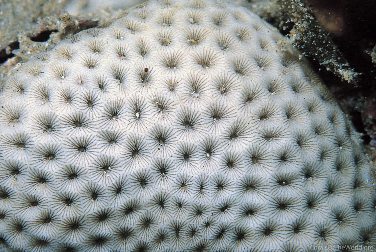 Image from Corals of the World: Siderastrea savignyana
