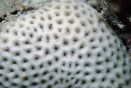 CotW preview: Siderastrea savignyana