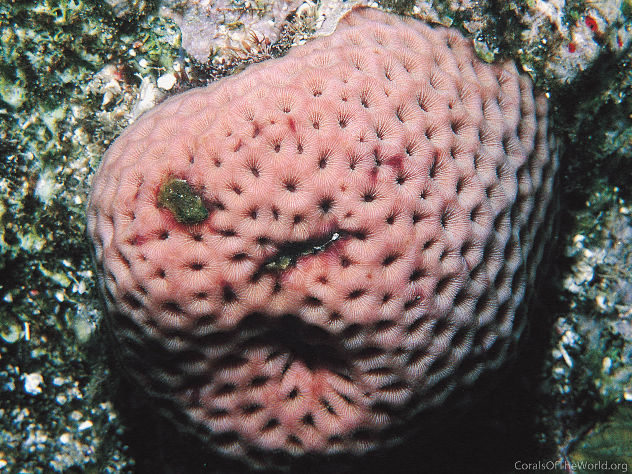 Image from Corals of the World: Siderastrea siderea