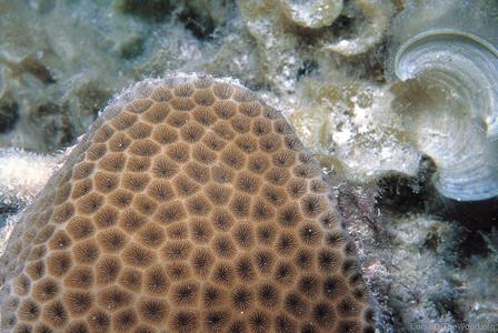 CotW: Siderastrea siderea