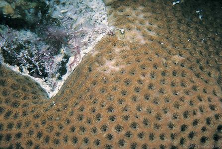 CotW: Siderastrea siderea