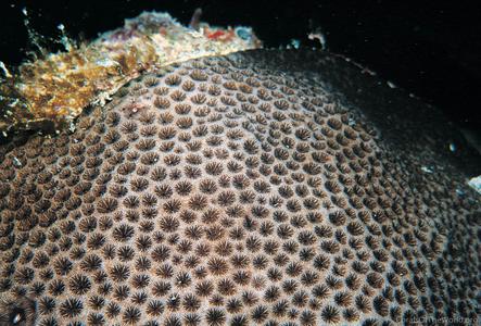 CotW preview: Siderastrea stellata