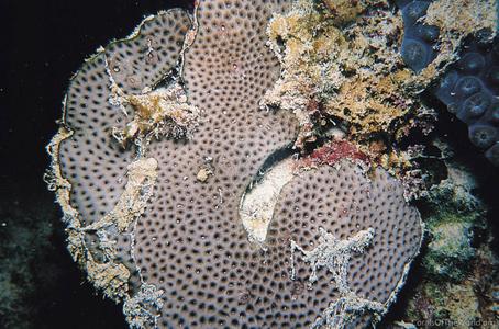 CotW preview: Siderastrea stellata