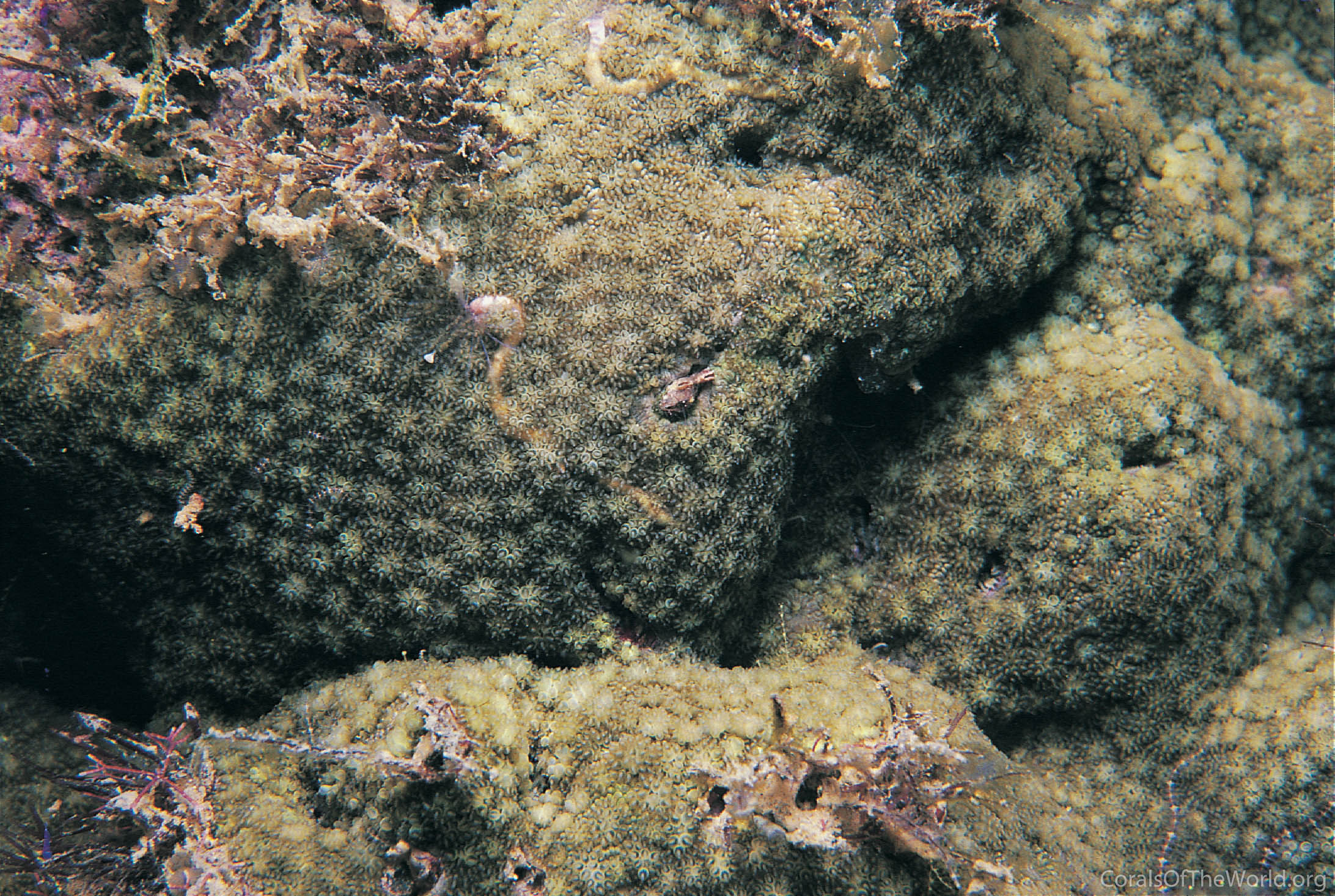 Simplastrea vesicularis