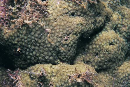 CotW preview: Simplastrea vesicularis