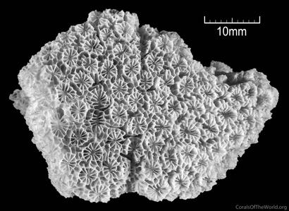 CotW preview: Simplastrea vesicularis