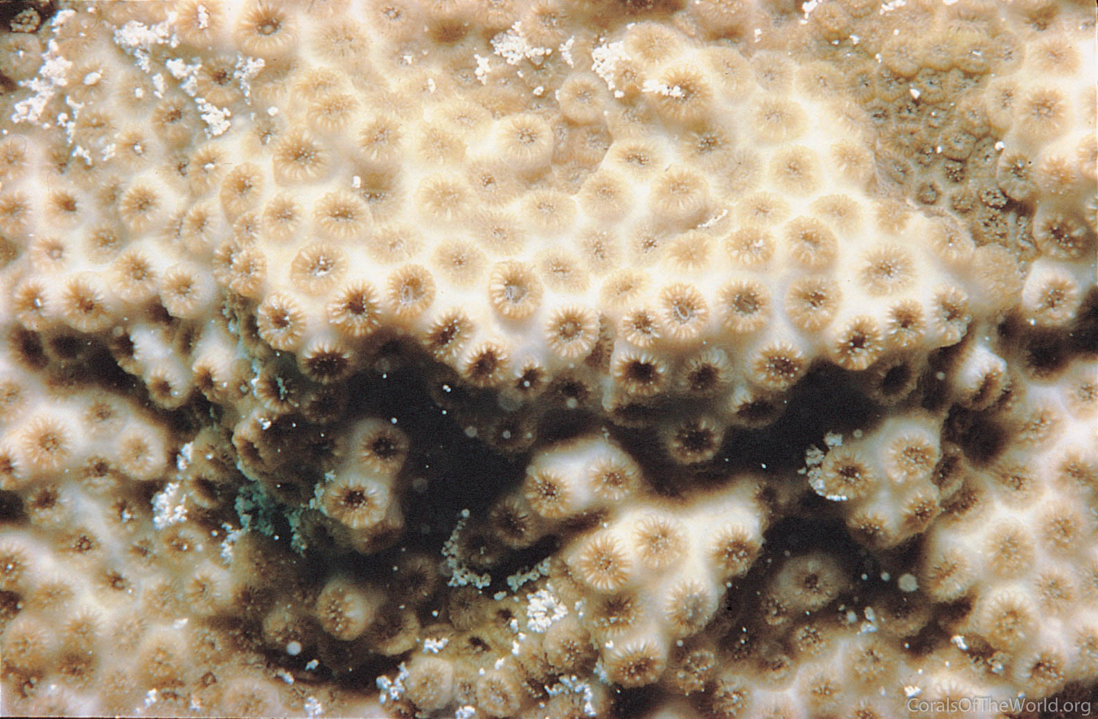 Solenastrea bournoni