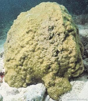 CotW preview: Solenastrea bournoni