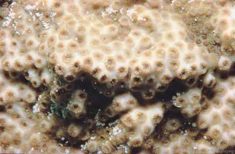 CotW: Solenastrea bournoni
