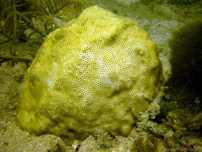 CotW: Solenastrea bournoni
