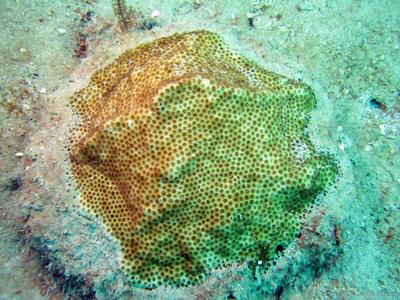 CotW: Solenastrea bournoni