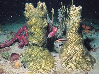 CotW preview: Solenastrea hyades