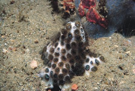 CotW: Solenastrea hyades