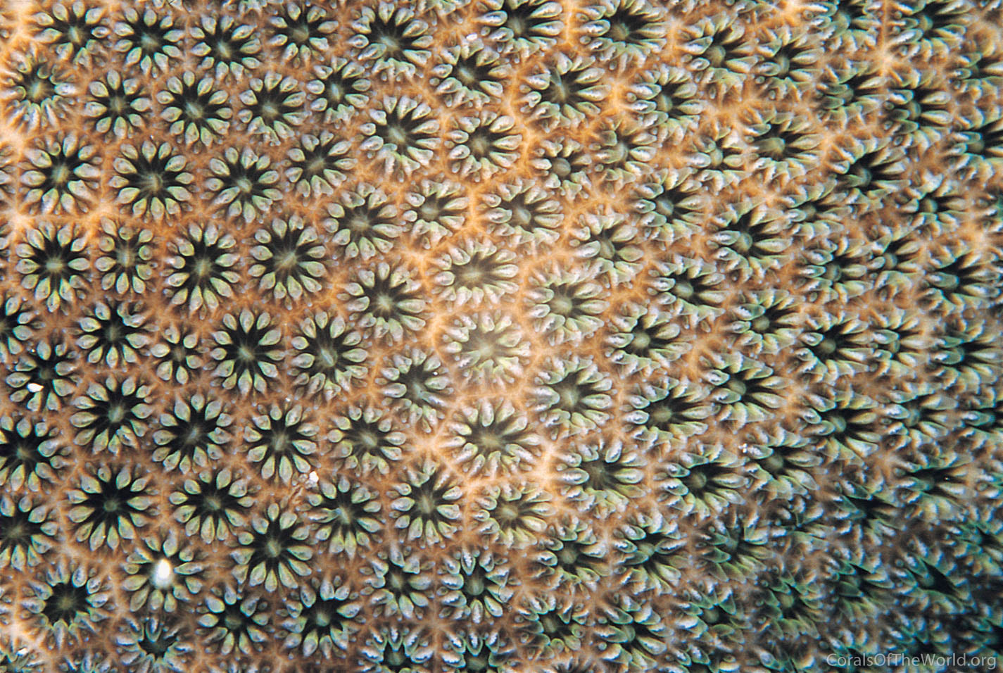 Stephanocoenia michelini