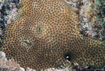 CotW: Stephanocoenia michelini