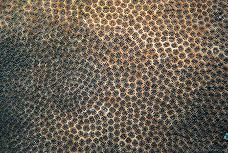 CotW: Stephanocoenia michelini