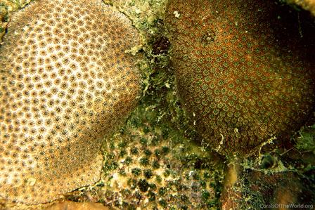 CotW: Stephanocoenia michelini