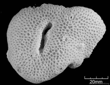 CotW: Stephanocoenia michelini