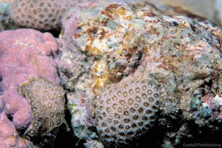 CotW preview: Stylaraea punctata