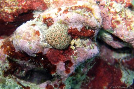 CotW: Stylaraea punctata
