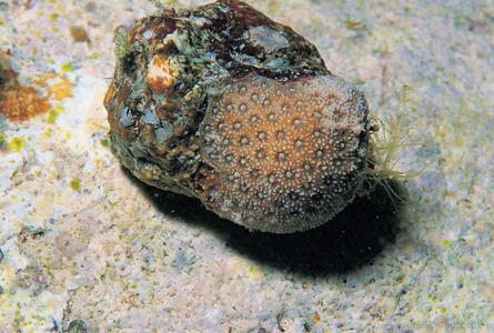 CotW: Stylaraea punctata