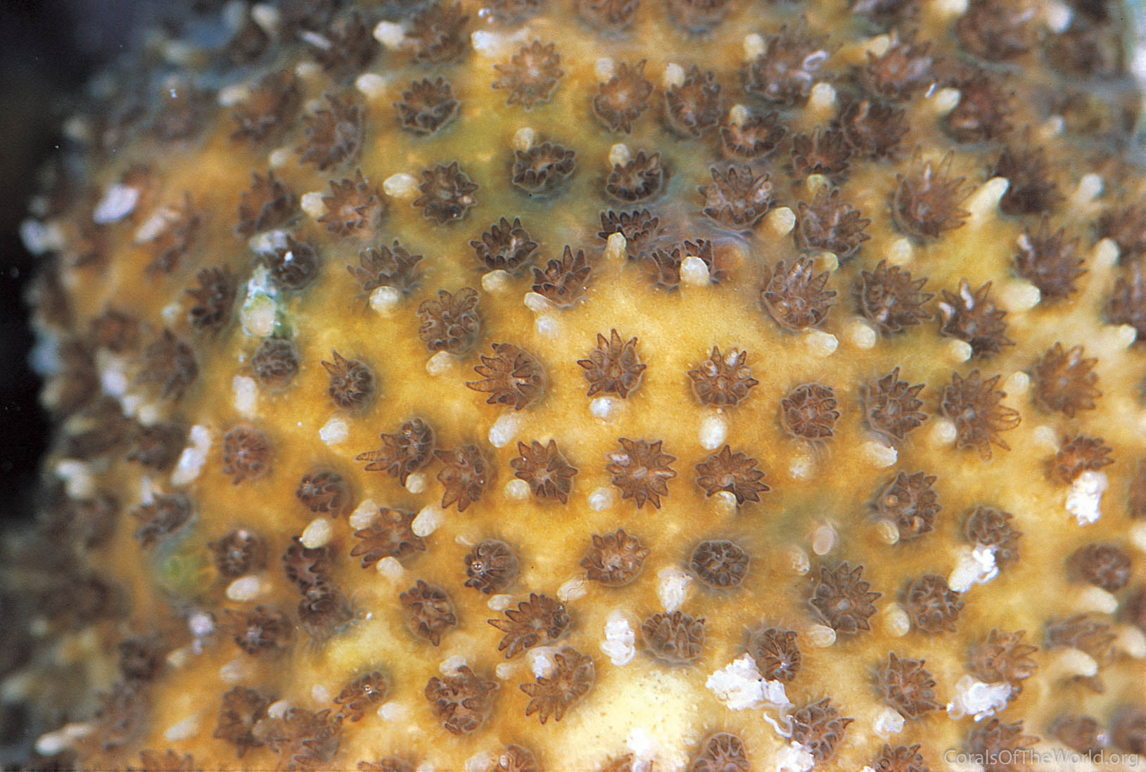 Image from Corals of the World: Stylocoeniella armata