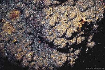 CotW: Stylocoeniella armata