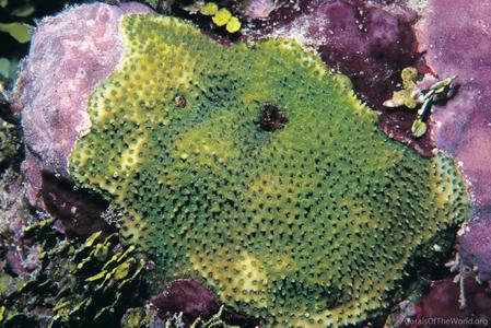 CotW: Stylocoeniella armata