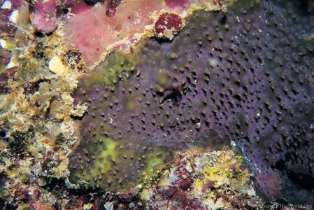 CotW: Stylocoeniella armata
