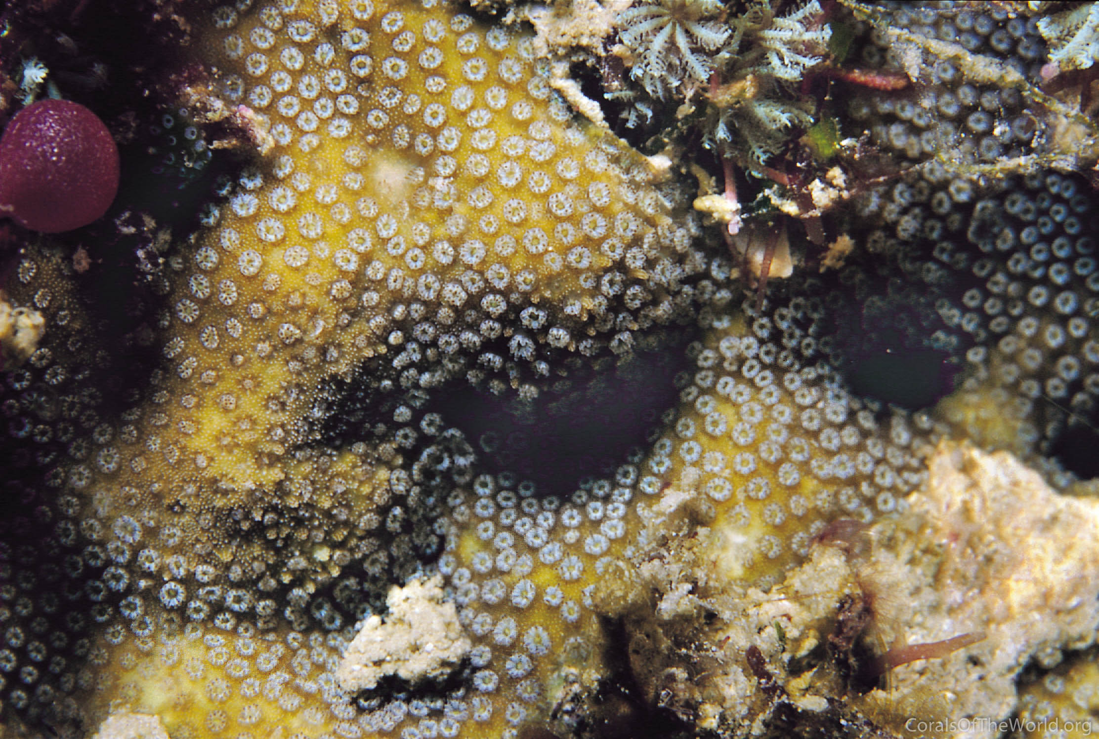 Image from Corals of the World: Stylocoeniella cocosensis