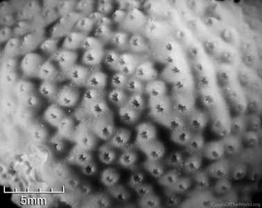 CotW preview: Stylocoeniella cocosensis