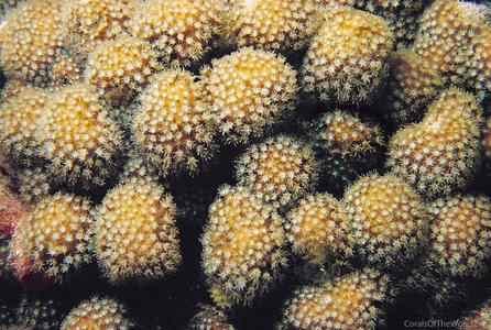 CotW preview: Stylocoeniella guentheri